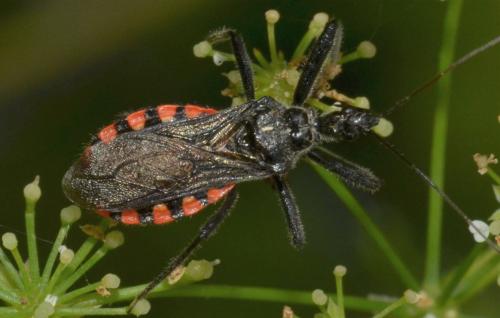 Réf. 284 956 : Sphedanolestes sanguineus